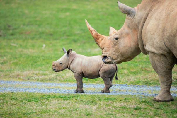 North Carolina Zoo Announces Name of Baby Rhino Named by Public Poll