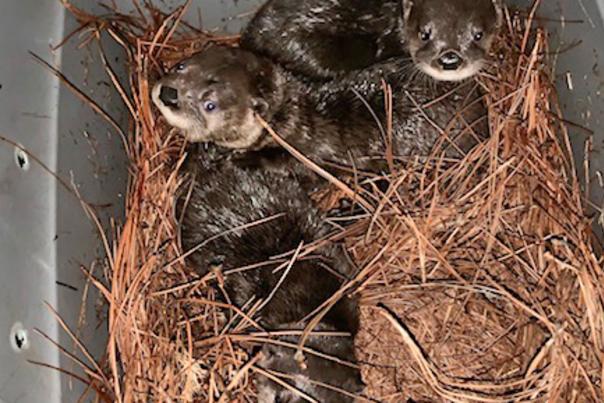 Three Orphaned Otters Receiving Care at North Carolina Zoo Before Being Released Back in the Wild. M