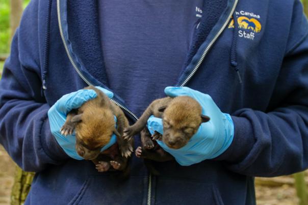 Two Endangered Red Wolf Pups Born at North Carolina Zoo Bringing Total to Seven This Year