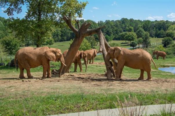 The North Carolina Zoo Will Open to the Public June 15. Online Timed Ticketing Available Now