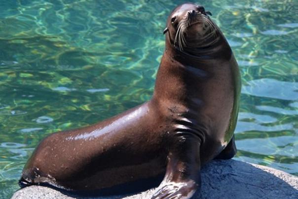 California Sea Lion Diesel Passes Away at North Carolina Zoo