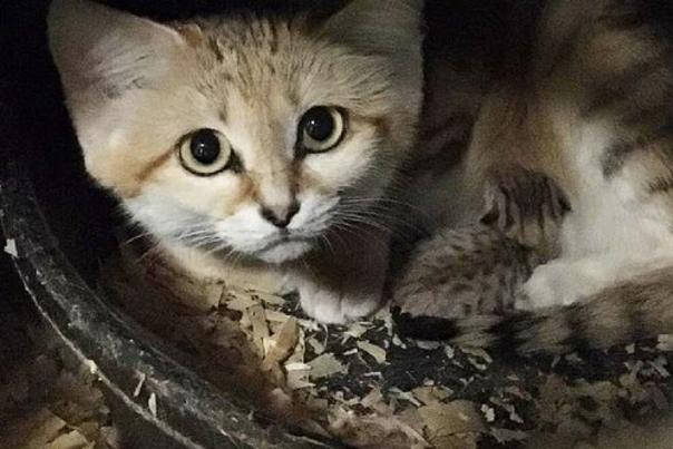 Cute but Ferocious: North Carolina Zoo Announces Birth of Sand Cat Kitten