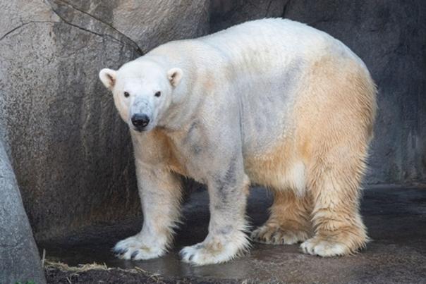 Paytons New Place  Male Polar Bear Relocates to North Carolina Zoo with Hopes of Breeding Succ