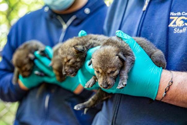 North Carolina Zoo Announces Three Litters of Red Wolves Born in Span of Three Days