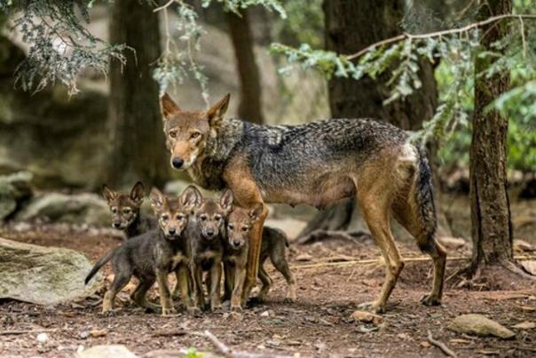 North Carolina Zoo Asks Public to Vote on Names of American Red Wolf Pups
