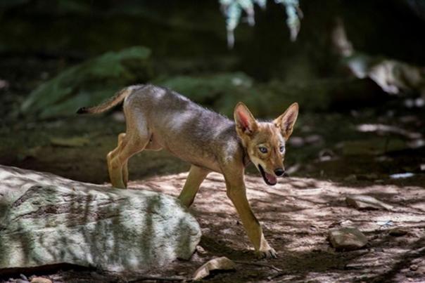 North Carolina Zoo Announces Red Wolf Pup Names Chosen by the Public