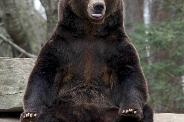 North Carolina Zoo Mourns the Loss of 'Amazing, Goofy' Grizzly Bear