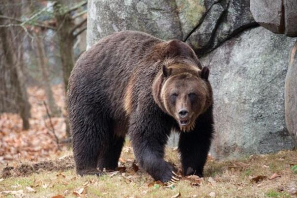 Grizzly Bear Has New Home at North Carolina Zoo