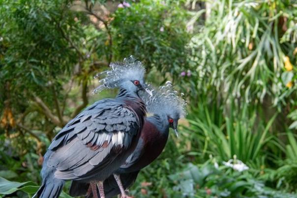 North Carolina Zoo Announces the Permanent Closure of its Aviary Habitat