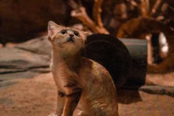 Meet Sahara! Shes one of the North Carolina Zoos new sand cats