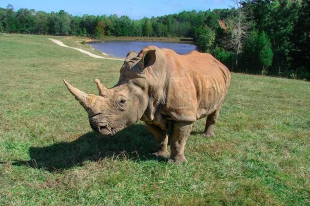 North Carolina Zoo Loses Rhino Olivia, One of Its Most Elderly Residents
