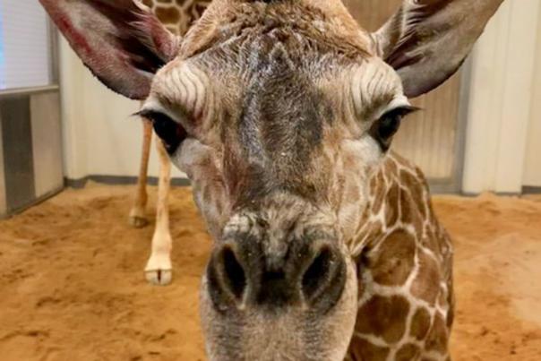 Its a boy! North Carolina Zoo Welcomes a Giraffe Calf