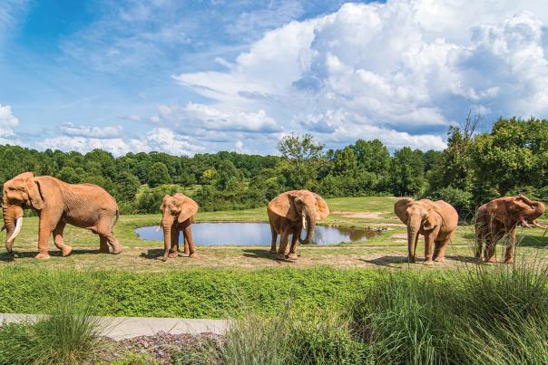 Elephants