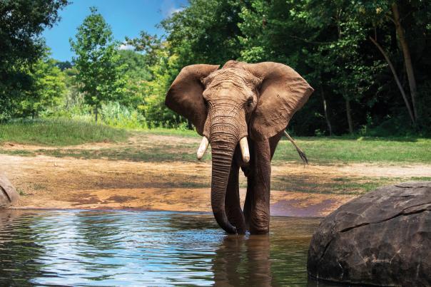 North Carolina Zoo - Elephant Louie