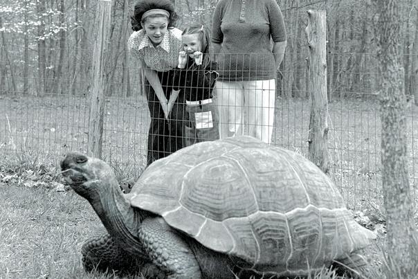 North Carolina Zoo - Galapagos Tortoise Historical