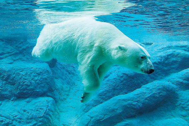 North Carolina Zoo - Polar Bear Swimming