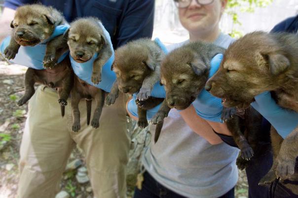 The North Carolina Zoo Announces Birth of Five Critically Endangered American Red Wolves