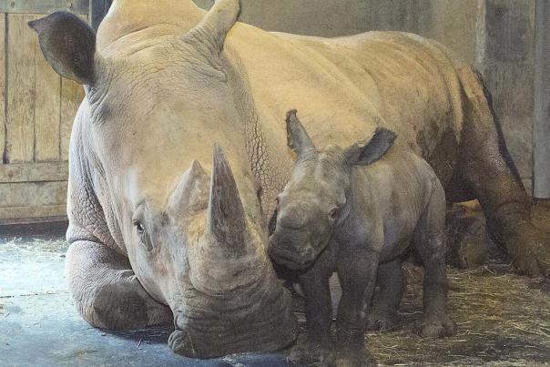 North Carolina Zoo Announces Important Birth of Southern White Rhino - First One at Zoo in 41 Years