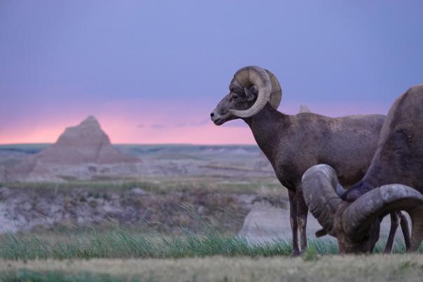 Western South Dakota Wildlife And Awesome Ways To View Them 