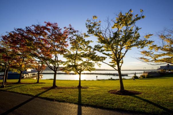 Gene Coulon Trees Fall