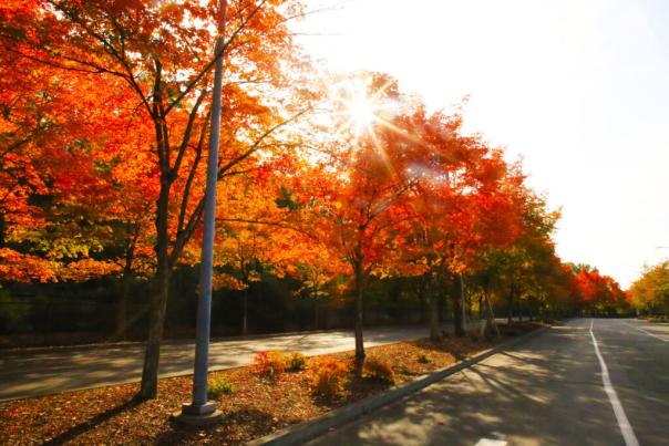 Gene Coulon Lot Trees Fall