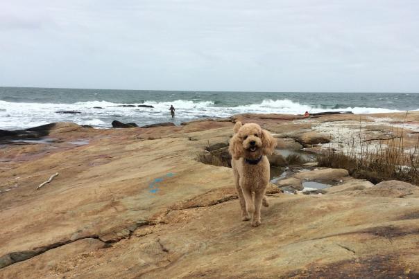 Tan dog walking on beach rocks