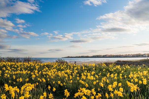 Daffodil Days at East Beach Newport