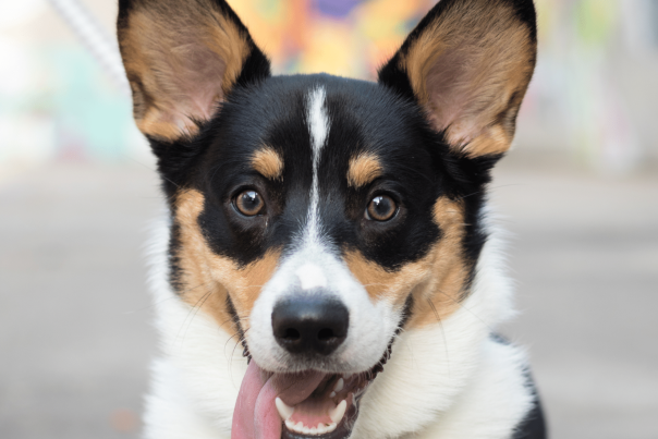 Your Guide to Dog-Friendly Spots in Downtown Richmond, VA