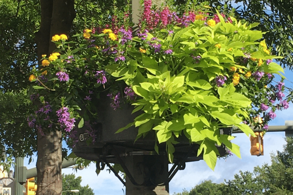 How Venture Richmond Keeps Growing Downtown's Beautification Efforts