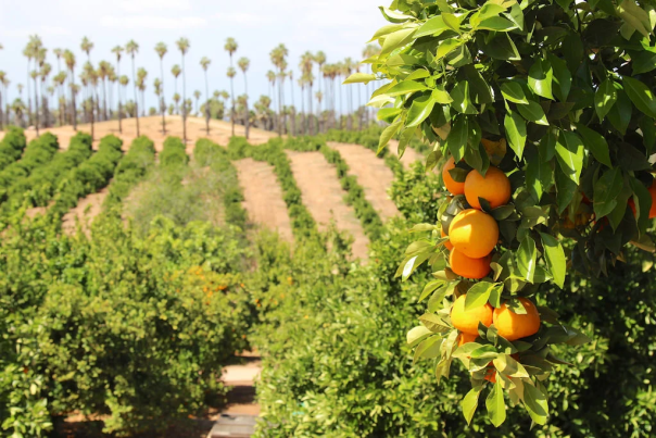 ca citrus park