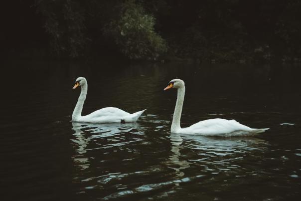 Swans