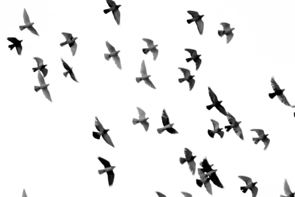 Birds in Flight