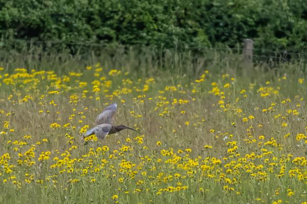 Curlew Landing