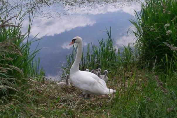 Photo showing a mute swan sat on a grassy bank beside the river. Tucked beside her is a small cluster of fluffy grey signets.