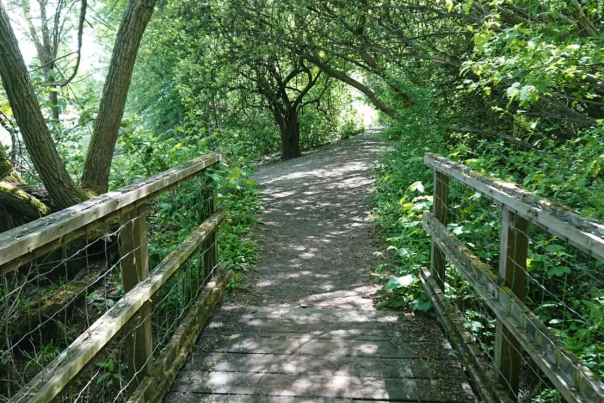 Image shows a wooden bridge trail passing under trees which are covering the path with dappled shade.