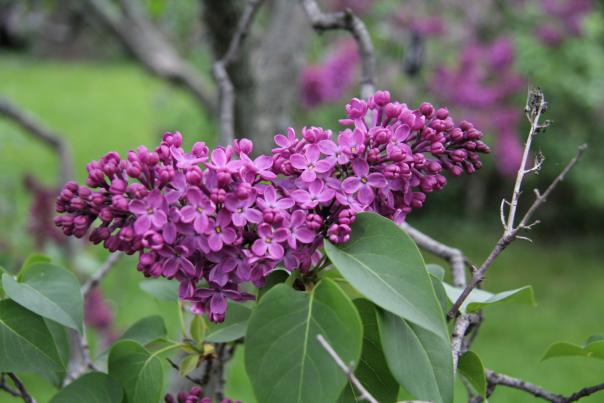 Purple Lilacs at Highland Park in Rochester, NY