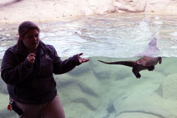 Zoo staff teaches about otter habitation in Rochester, NY 