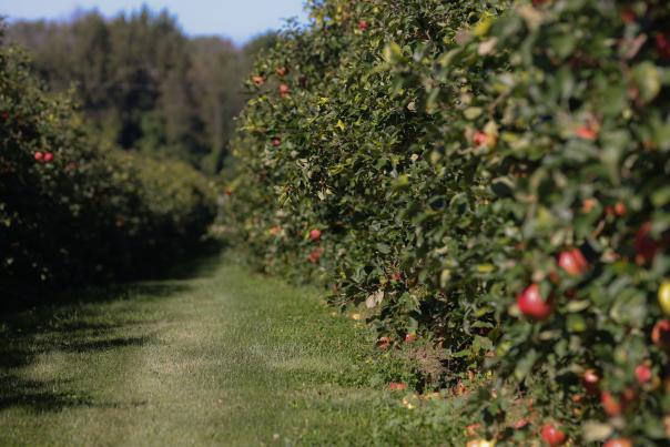 Fall at Wickham Farms