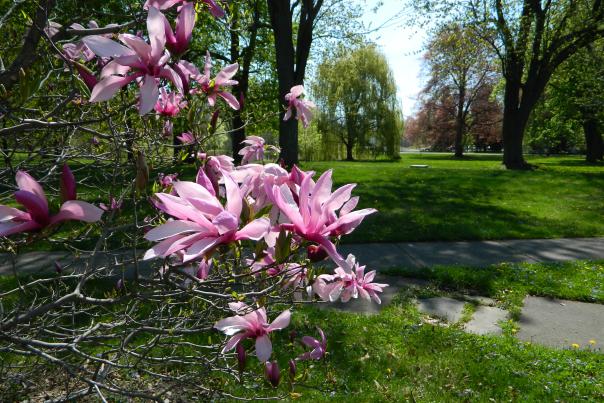 Sonnenberg Gardens - Magnolia With Arboretum Finger Lakes NY 