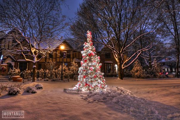 Christmas Tree on Park Avenue in Rochester, NY
