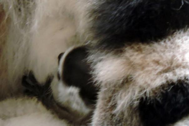 Lemur Babies - Seneca Park Zoo