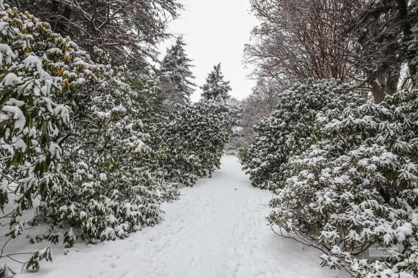 An image of freshly fallen snow over a tree-lined path in Highland Park in Rochester, NY.