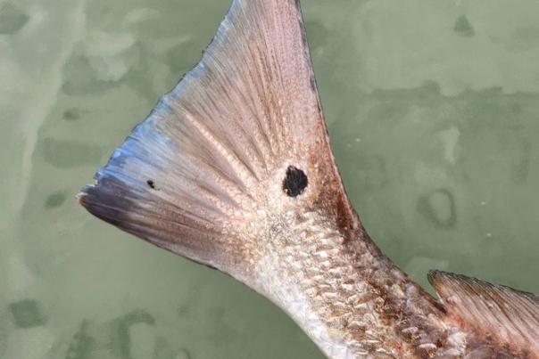 Redfish Tail