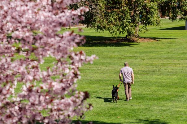 Dog at a green park