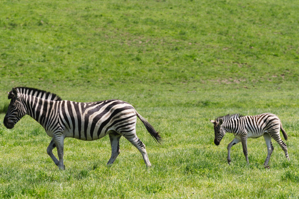 Zebras