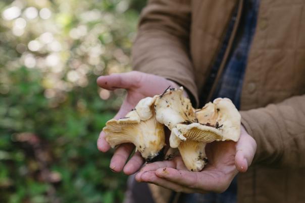 White Chanterelles