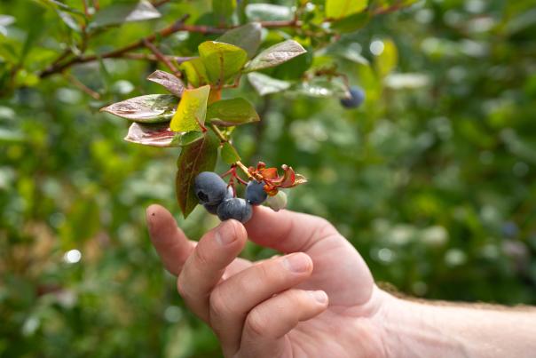 Blueberry