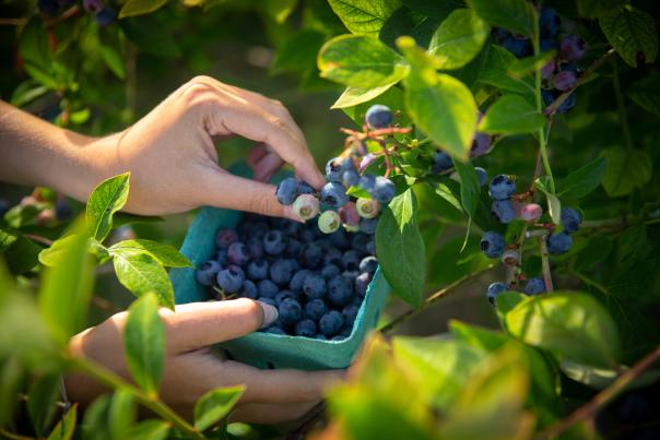 Picking Blueberries