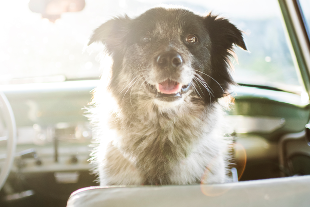 Places to take your dog in Roseburg, Oregon