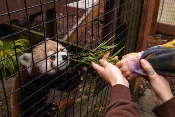 Red Panda being fed at Wildlife Safari